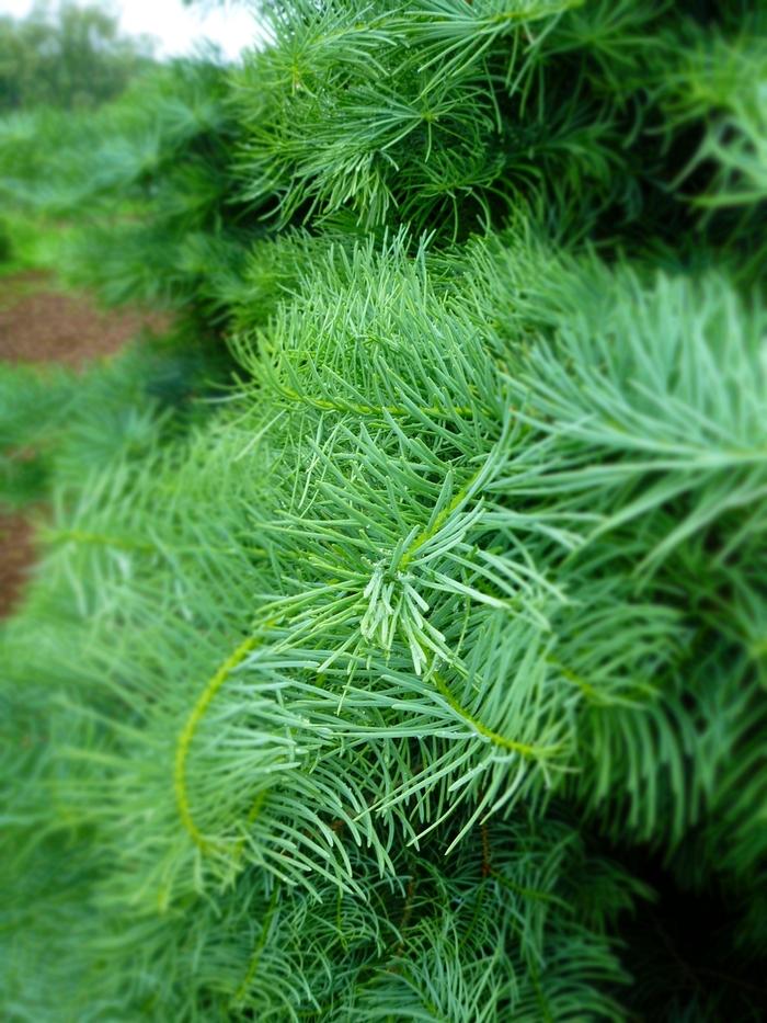 Abies concolor