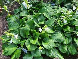 Hosta 'Royal Crest' - Plantain Lily, Hosta from Maple Lane Nursery