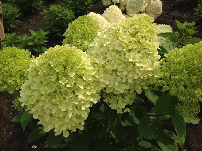 Hydrangea paniculata Moonrock™