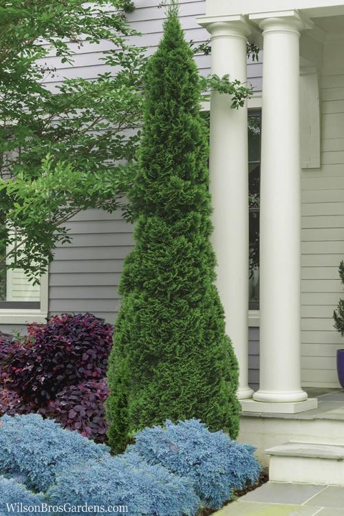 Thuja occidentalis 'Degroot's Spire' - Arborvitae from Maple Lane Nursery