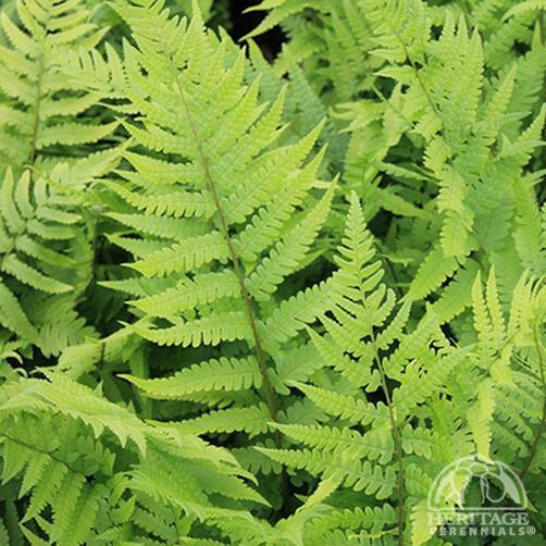 Fern-Dryopteris Australis Dixi - from Maple Lane Nursery