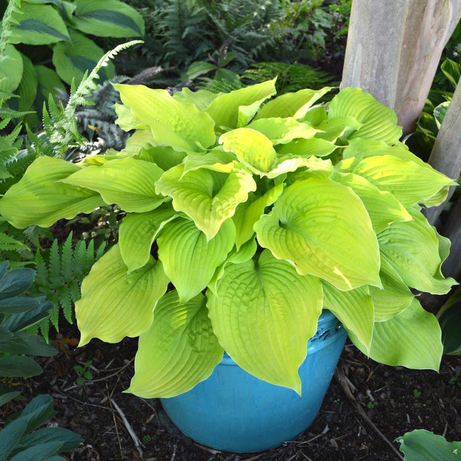 Hosta Shadowland® 'Coast to Coast' - Hosta from Maple Lane Nursery