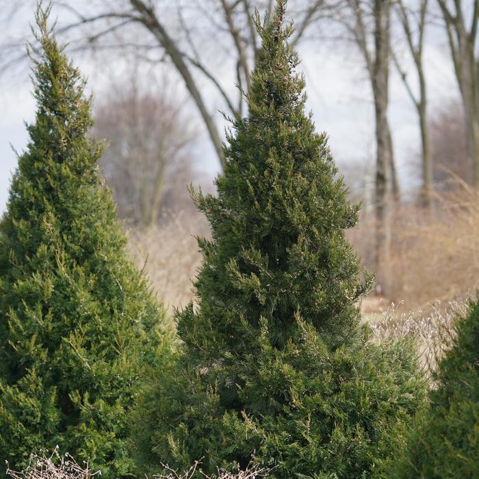 Juniperus chinensis Gin Fizz®