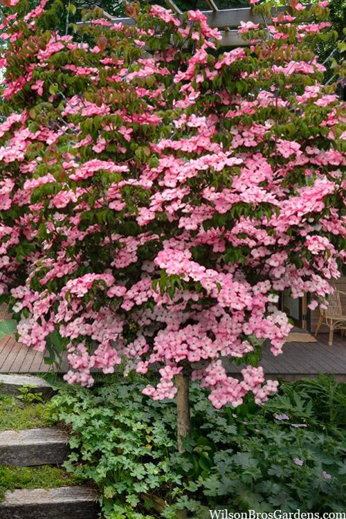 Cornus kousa 'Heart Throb�' - Kousa Dogwood from Maple Lane Nursery