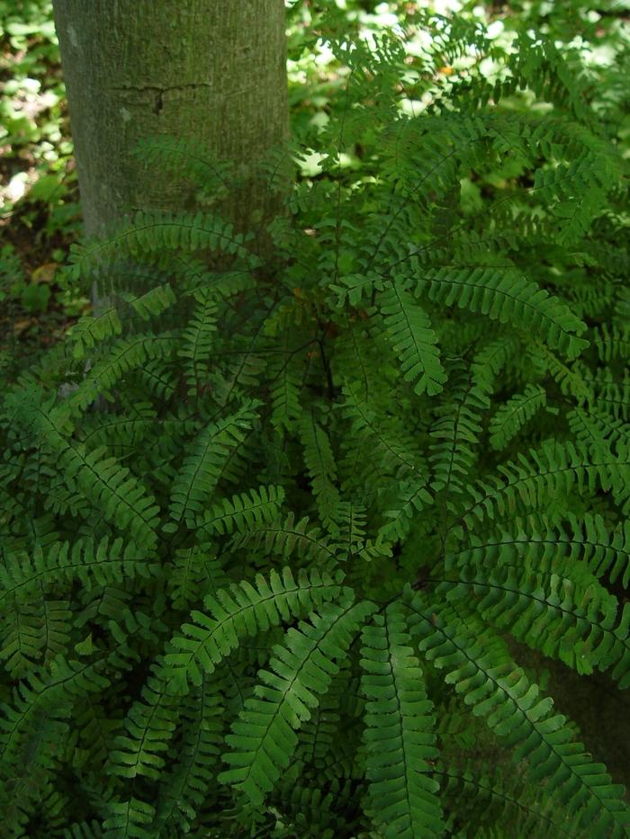 Adiantum pedatum