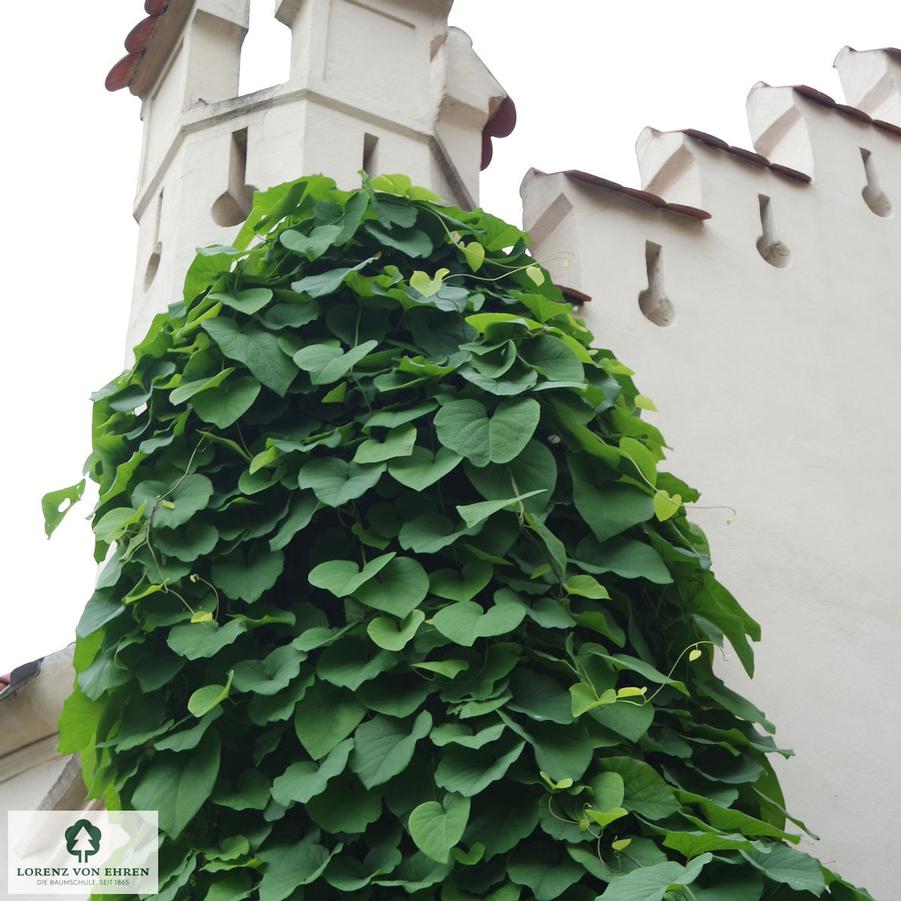 Aristolochia macrophylla - Dutchman's Pipe from Maple Lane Nursery