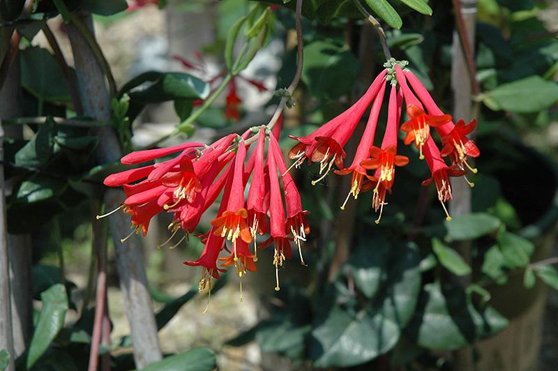 Lonicera sempervirens 'Major Wheeler' - Honeysuckle Vine from Maple Lane Nursery