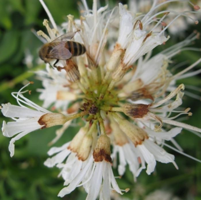 Aesculus parviflora