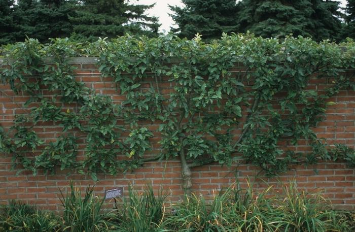 Malus pumila Royal Gala