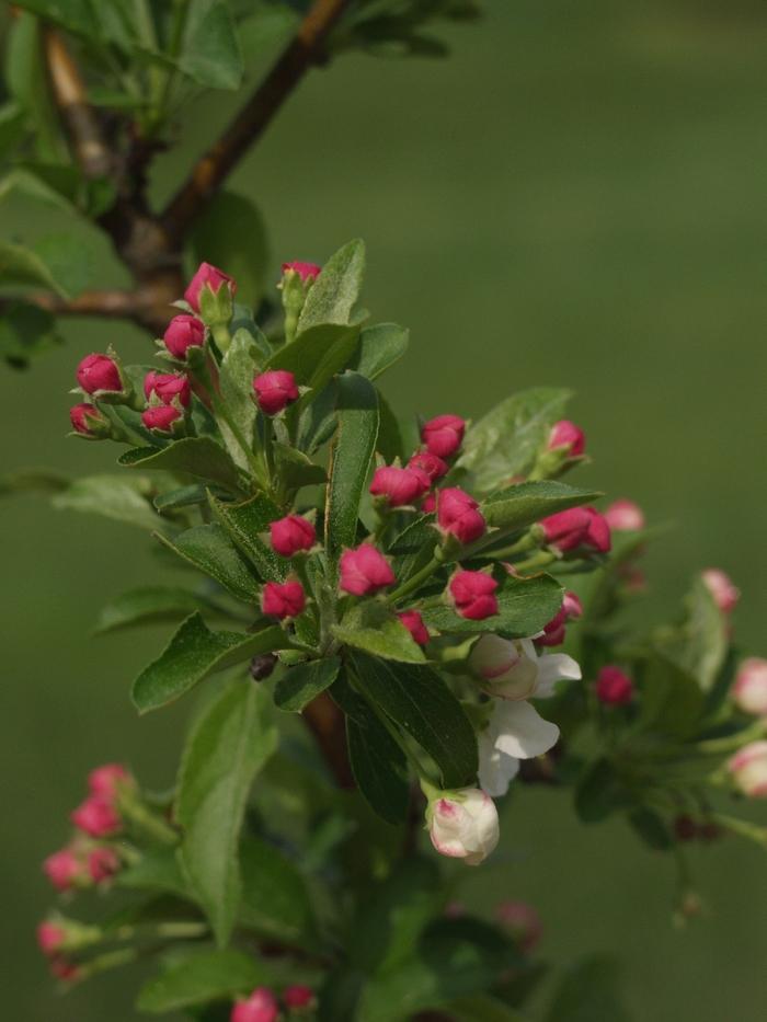 Malus sargentii Firebird®