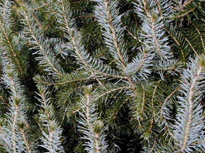 Picea omorika