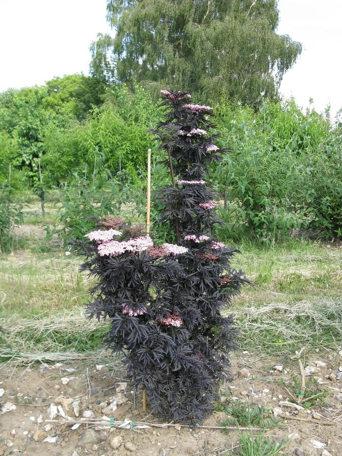 Sambucus nigra Laced Up®