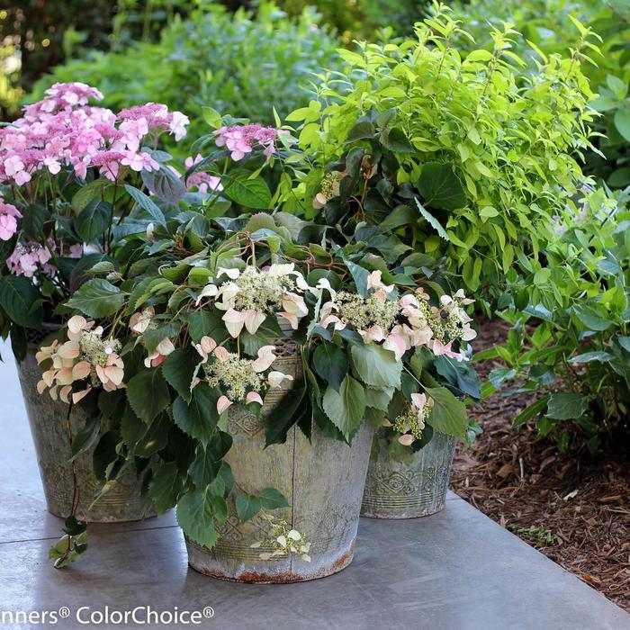 Schizophragma hydrangeoides Rose Sensation™