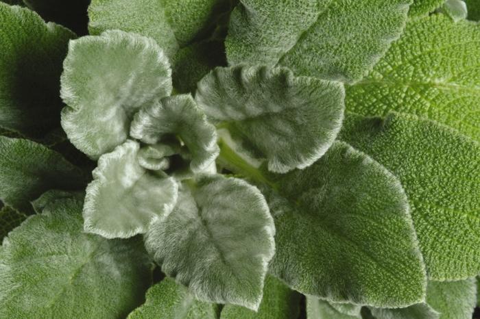 Stachys byzantina Fuzzy Wuzzy