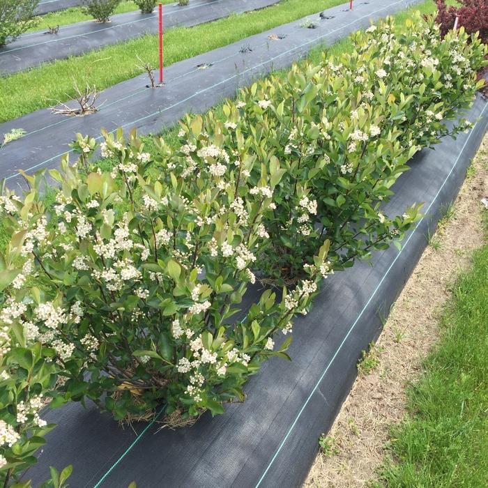 Aronia melanocarpa Low Scape Hedger®