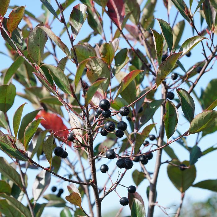 Aronia melanocarpa Low Scape Snowfire®