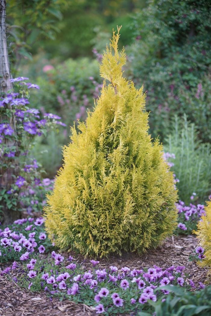 Thuja plicata Fluffy®