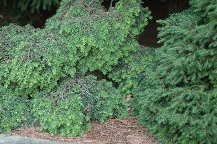 Tsuga canadensis Jeddeloh