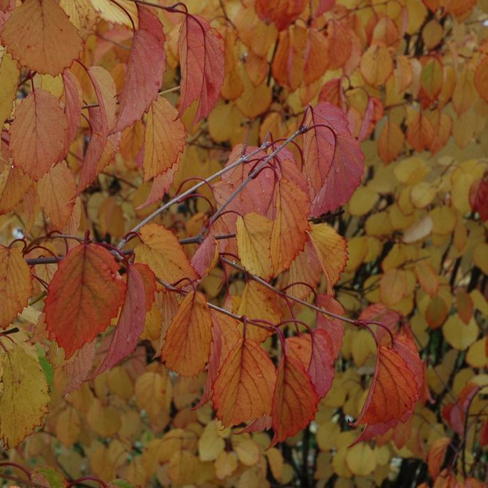 Viburnum dentatum Autumn Jazz®
