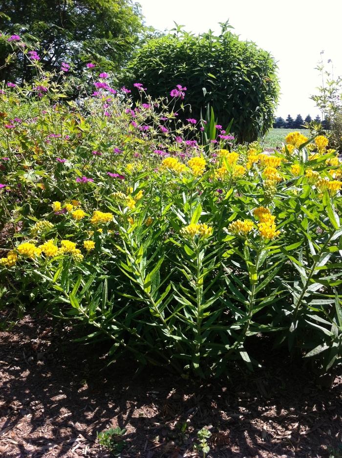Asclepias tuberosa Hello Yellow