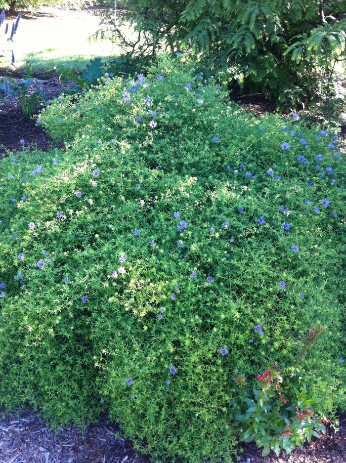 Aster oblongifolius October Skies