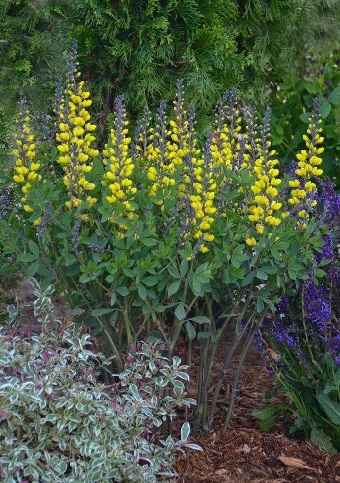 Baptisia Decadence® Lemon Meringue