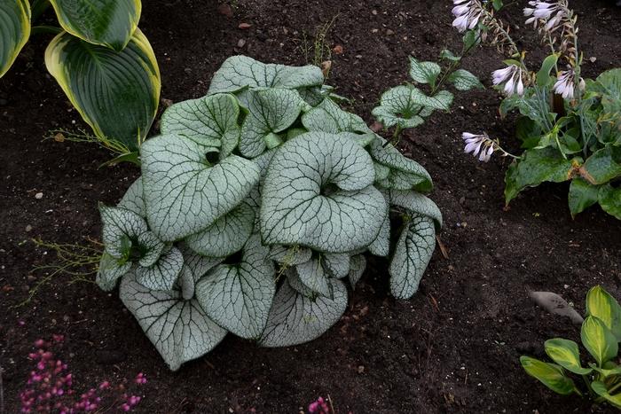 Brunnera macrophylla Sterling Silver