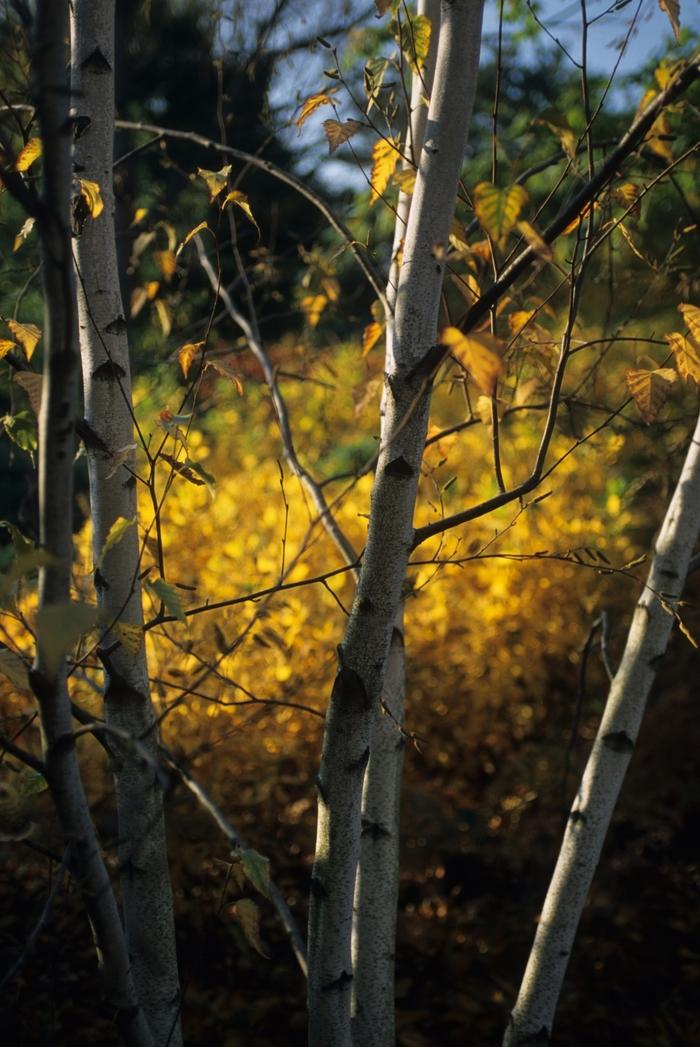 Betula populifolia Whitespire