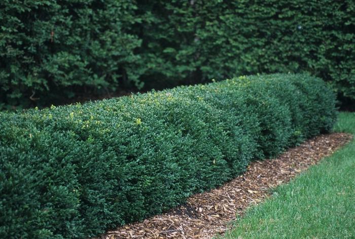 Buxus Chicagoland Green®