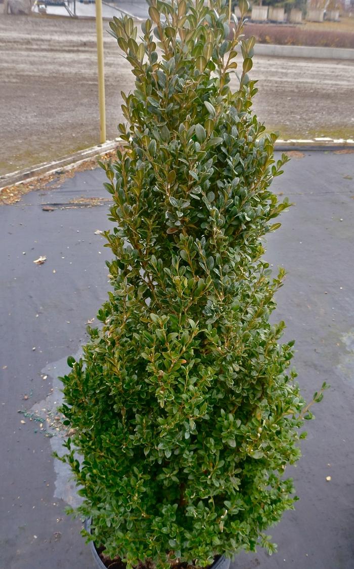 Buxus Green Mountain