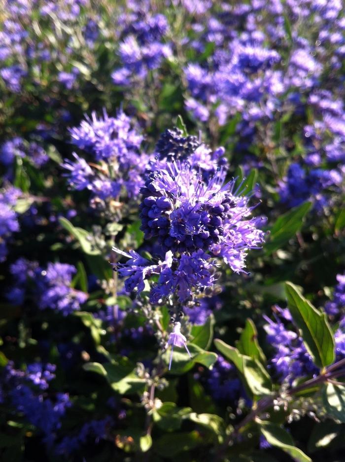 Caryopteris x clandonensis Dark Knight