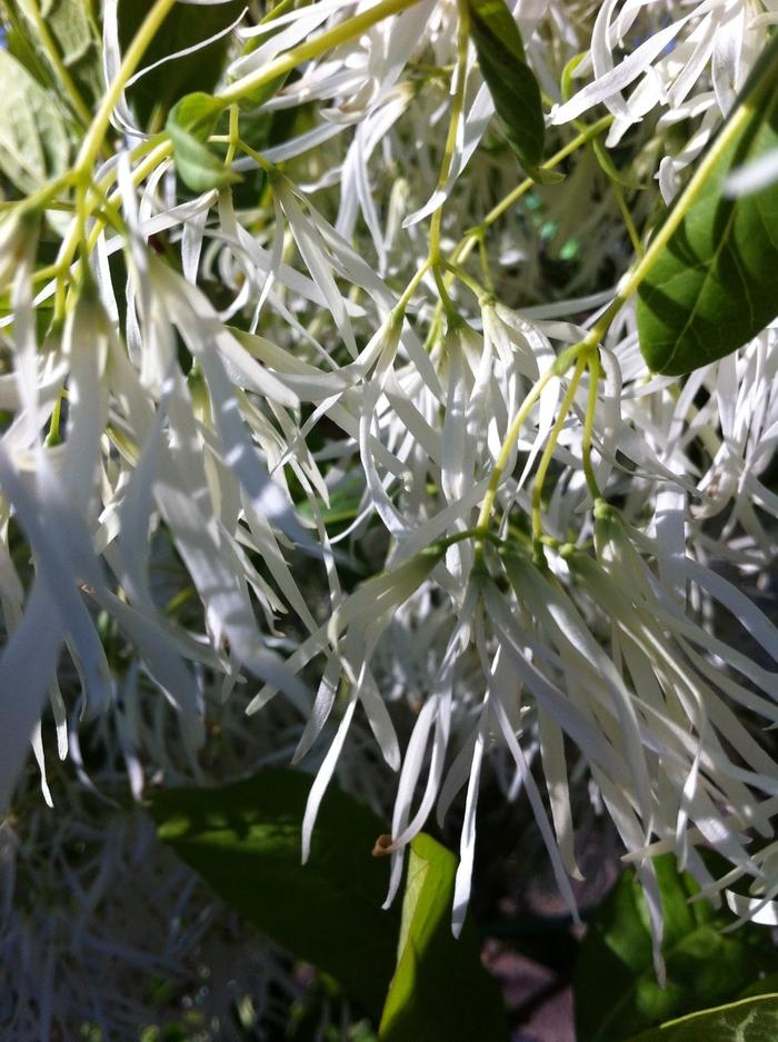 Chionanthus virginicus