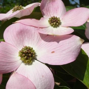 Cornus 'Variegated Stellar Pink�' - Dogwood from Maple Lane Nursery