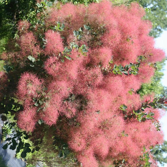 Cotinus coggygria The Velvet Fog®