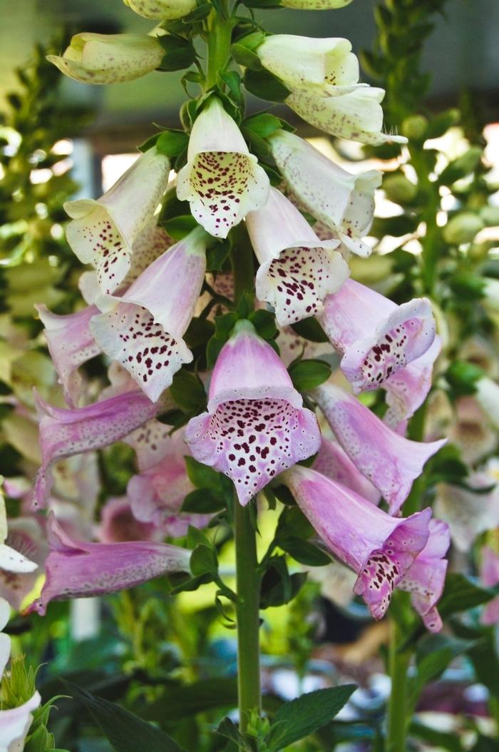 Digitalis purpurea Camelot™ Lavender
