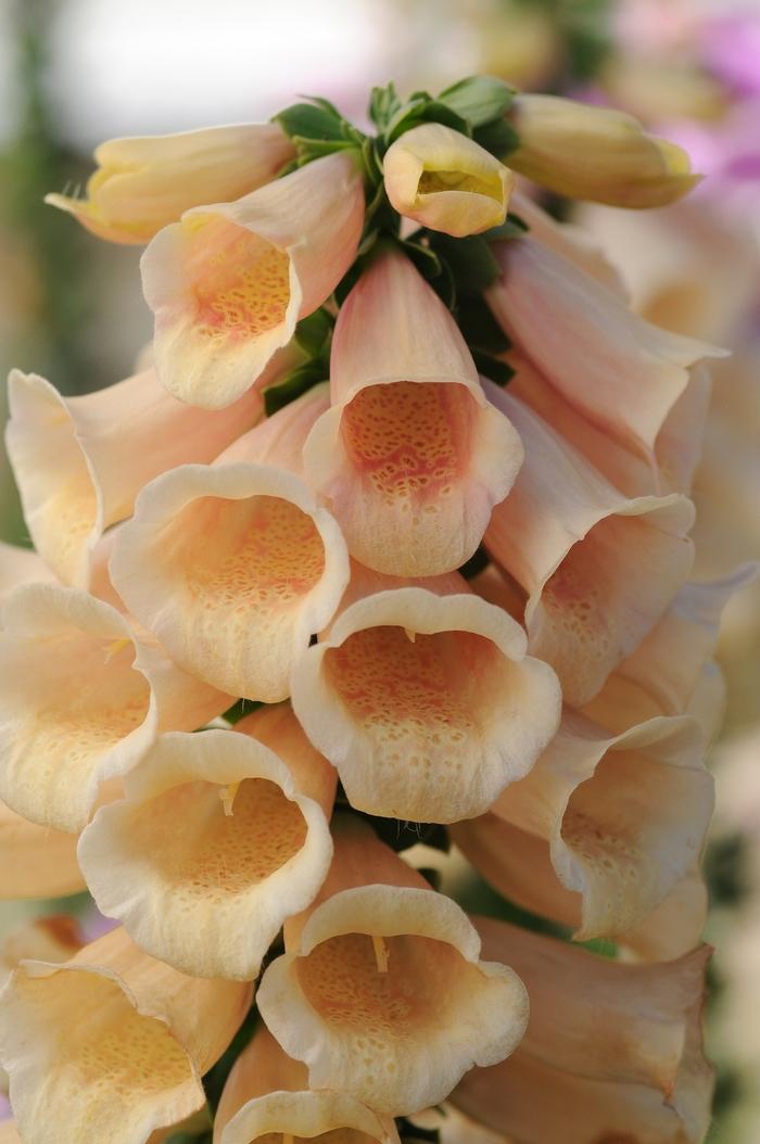 Digitalis purpurea Dalmatian Peach