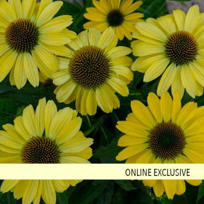 Echinacea Eye-Catcher™ Canary Feathers