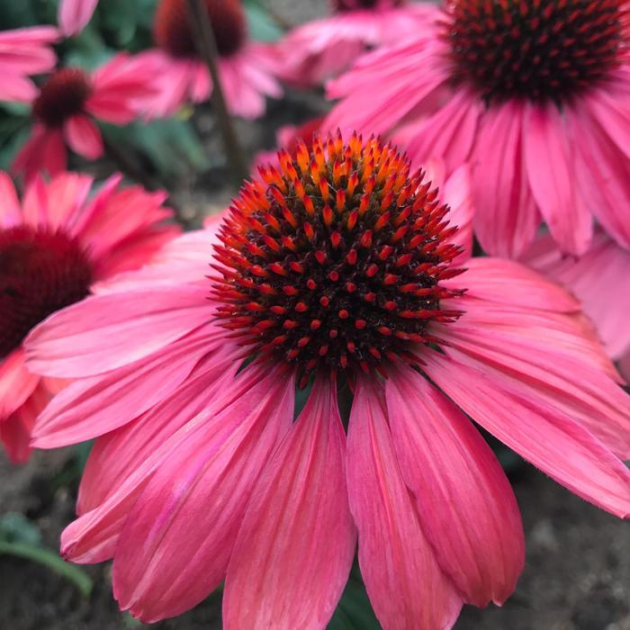 Echinacea Eye-Catcher™ Coral Craze