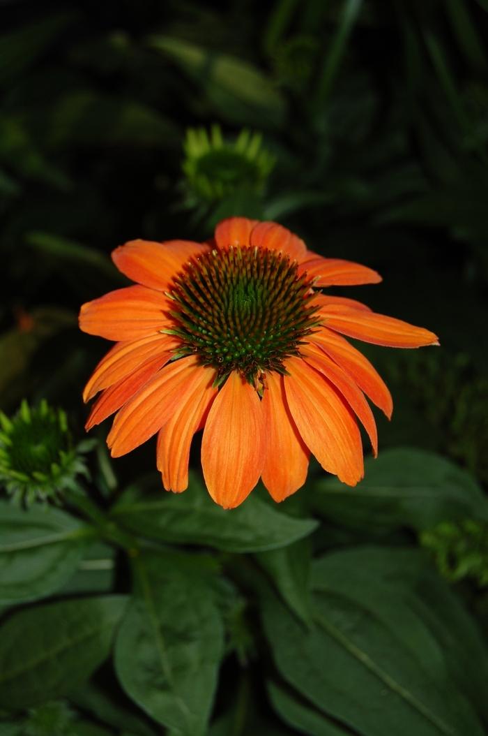 Echinacea purpurea Sombrero Poco™ Hot Coral