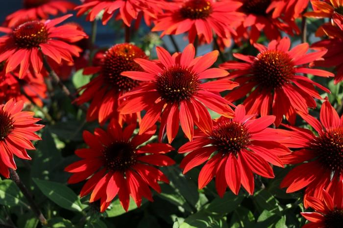 Echinacea Sombrero® Sangrita
