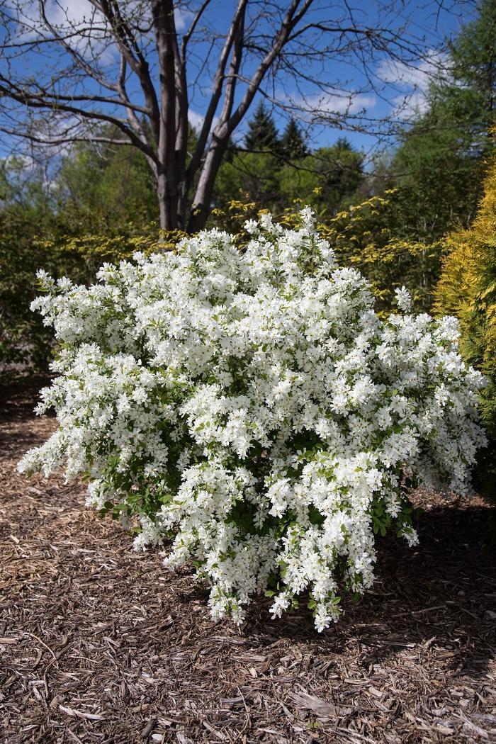 Exochorda x macrantha Lotus Moon™