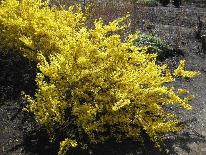Forsythia x intermedia Magical® Gold
