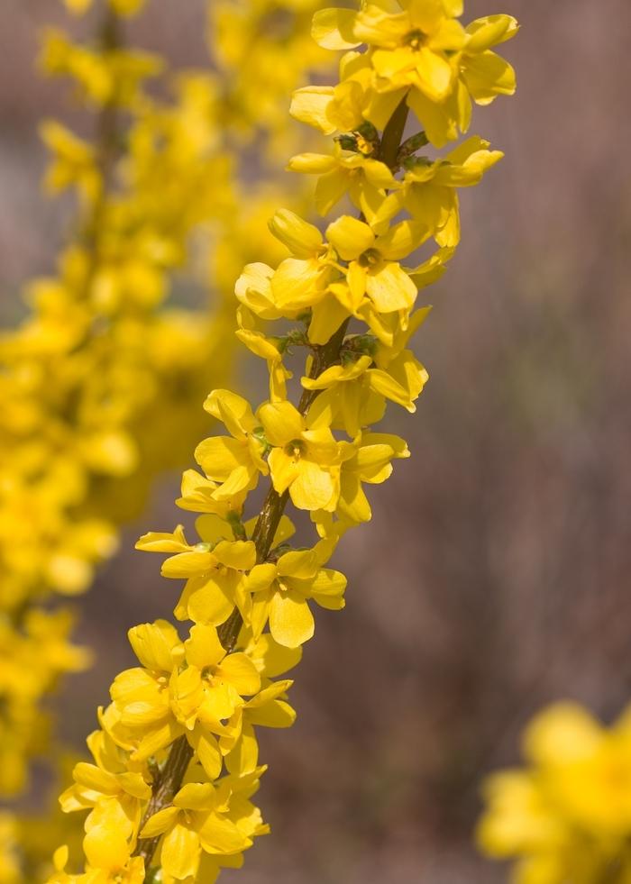 Forsythia x intermedia Show Off®