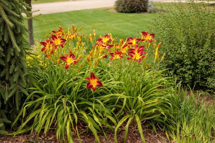 Hemerocallis Rainbow Rhythm® Ruby Spider