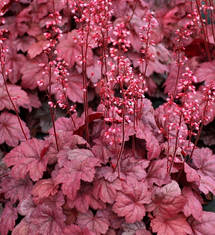 Heuchera Soda™ Grape Soda