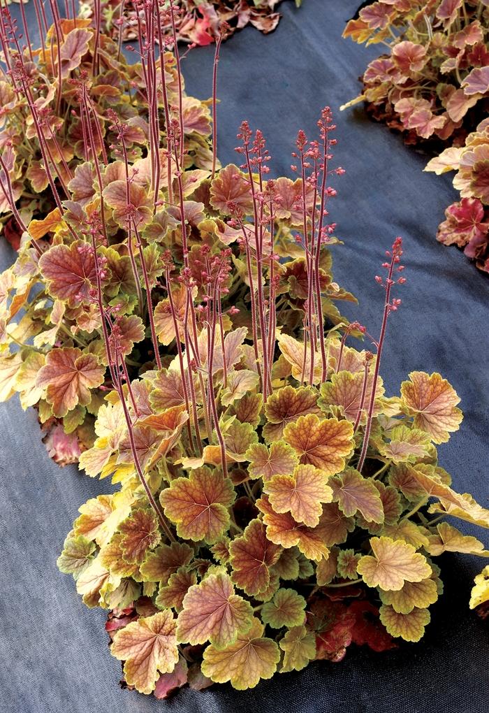 Heuchera Northern Exposure™ Sienna