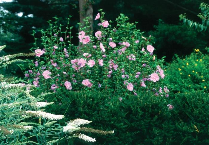 Hibiscus syriacus Lavender Chiffon®