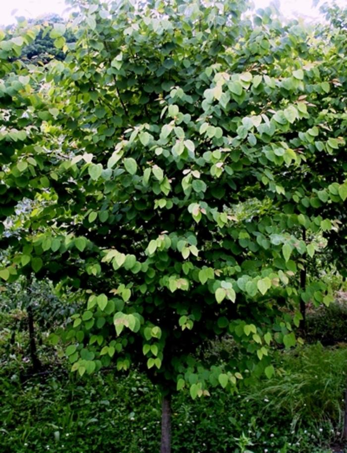 Cercidiphyllum japonicum