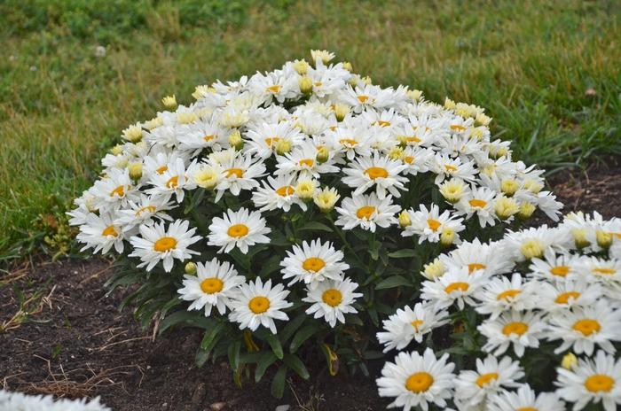 Leucanthemum x superbum Cream Puff