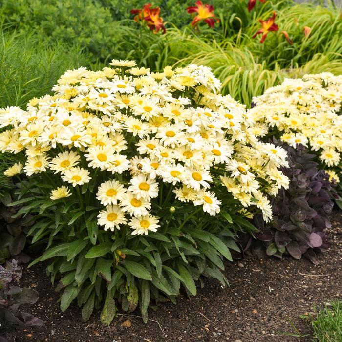 Leucanthemum x superbum Amazing Daisies® Banana Cream II